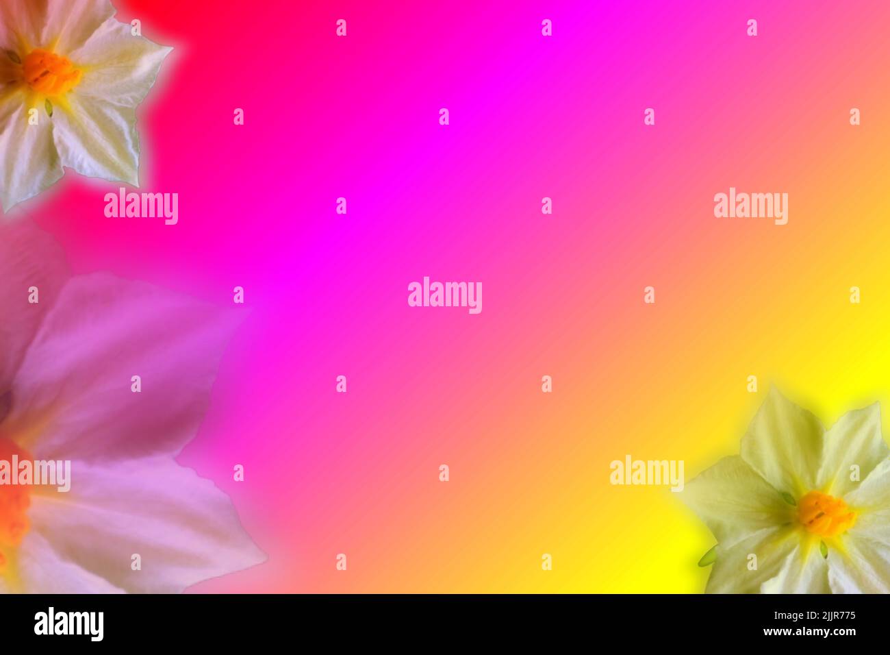 The white flowers on colored gradient background with copy space Stock ...