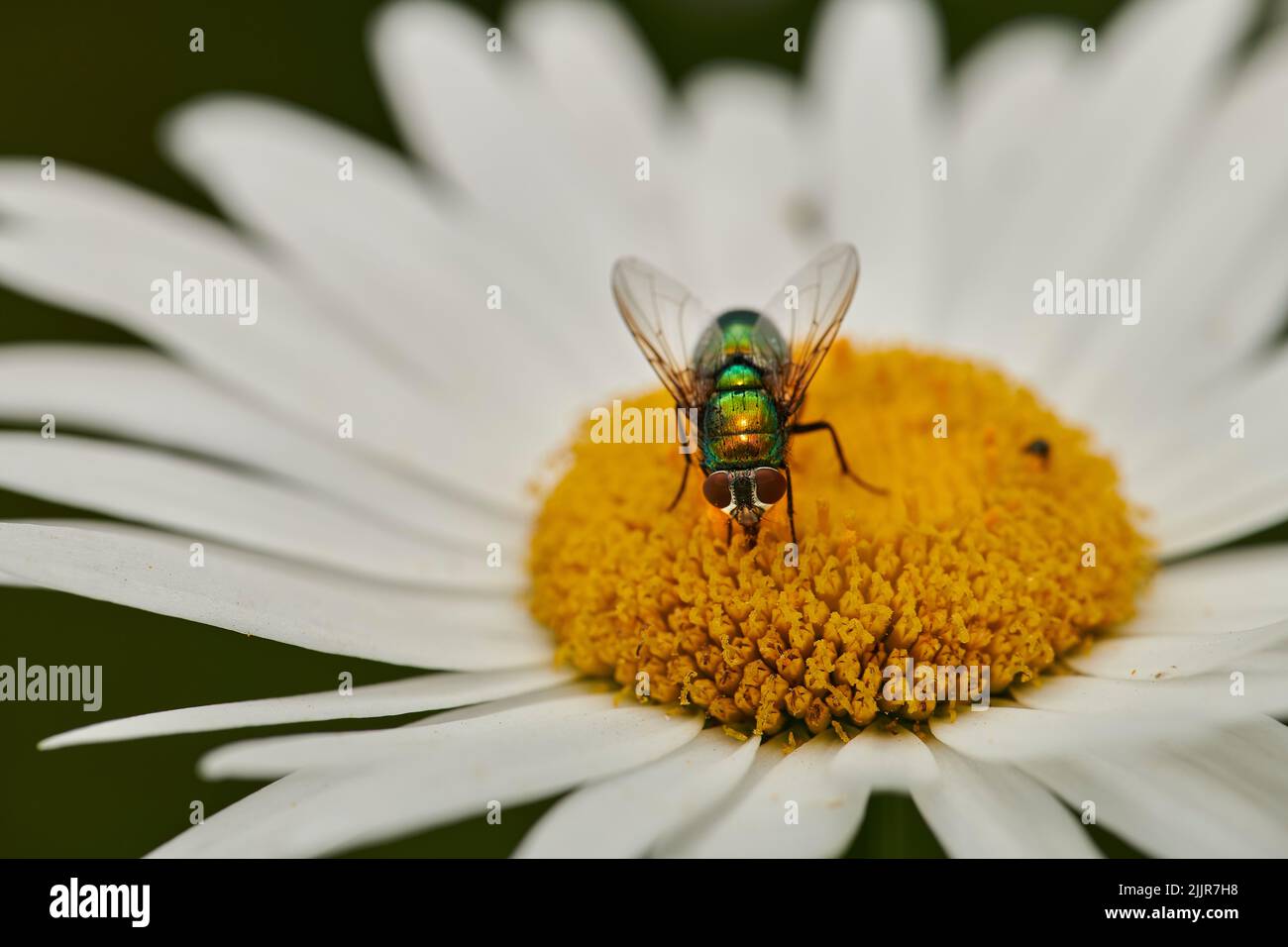 Pollen, plants and flower being pollinated by a fly in a nature park