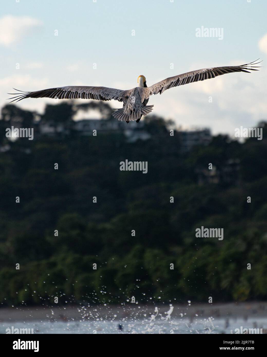 A vertical closeup of a bird flying with its wings wide open seen from behind, above a splashing water Stock Photo