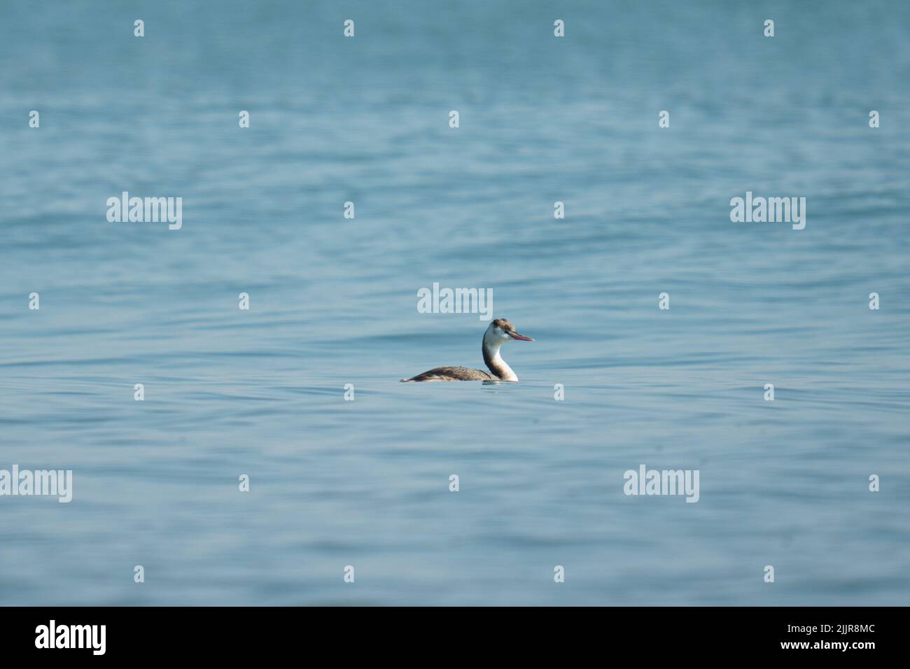 A scenic view of a great crested grebe swimming in the blue ocean Stock Photo