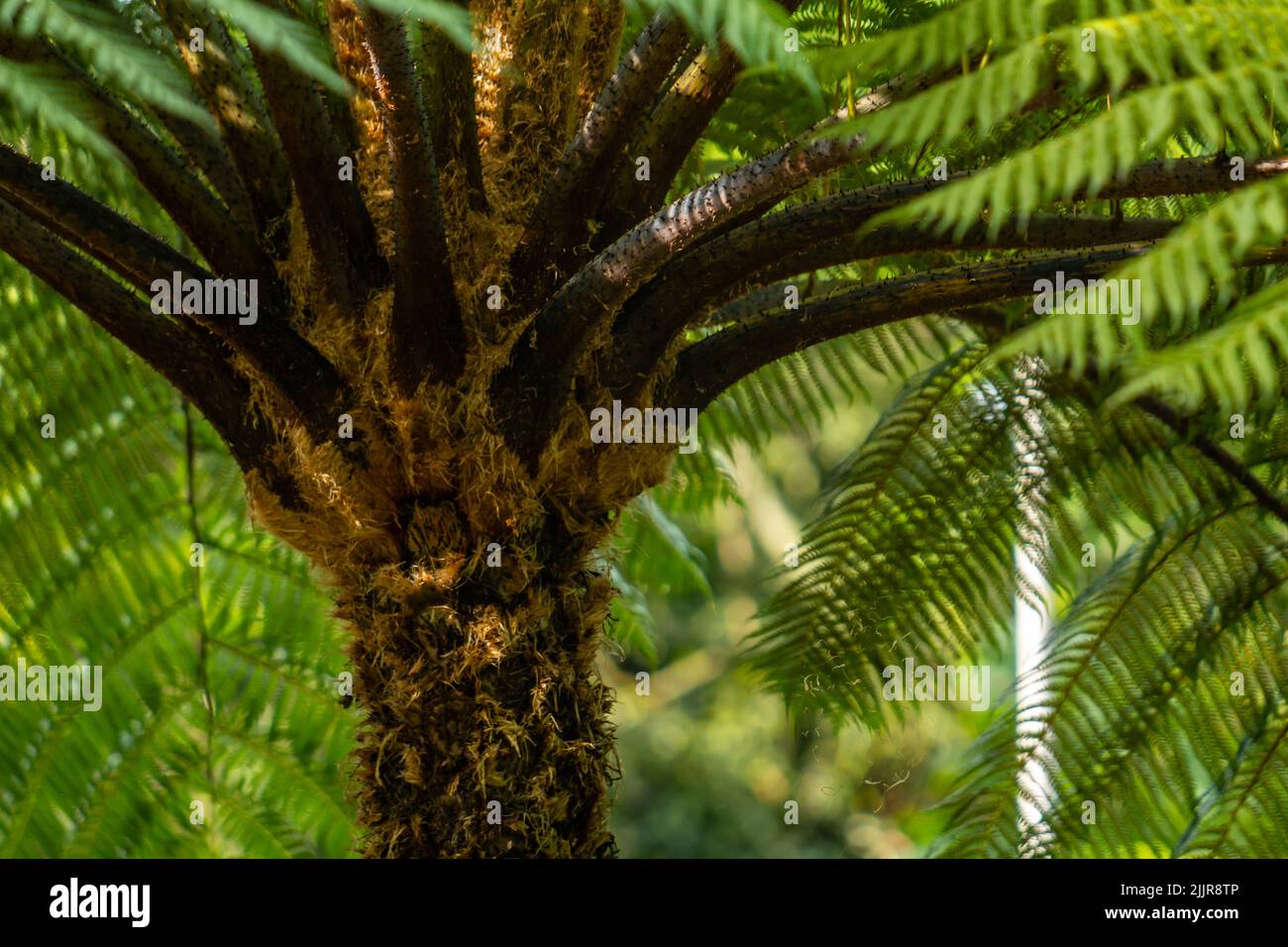 Hajj fern plants that have matured, the stems are hairy brown, thick green leaves grow wild in the forest Stock Photo