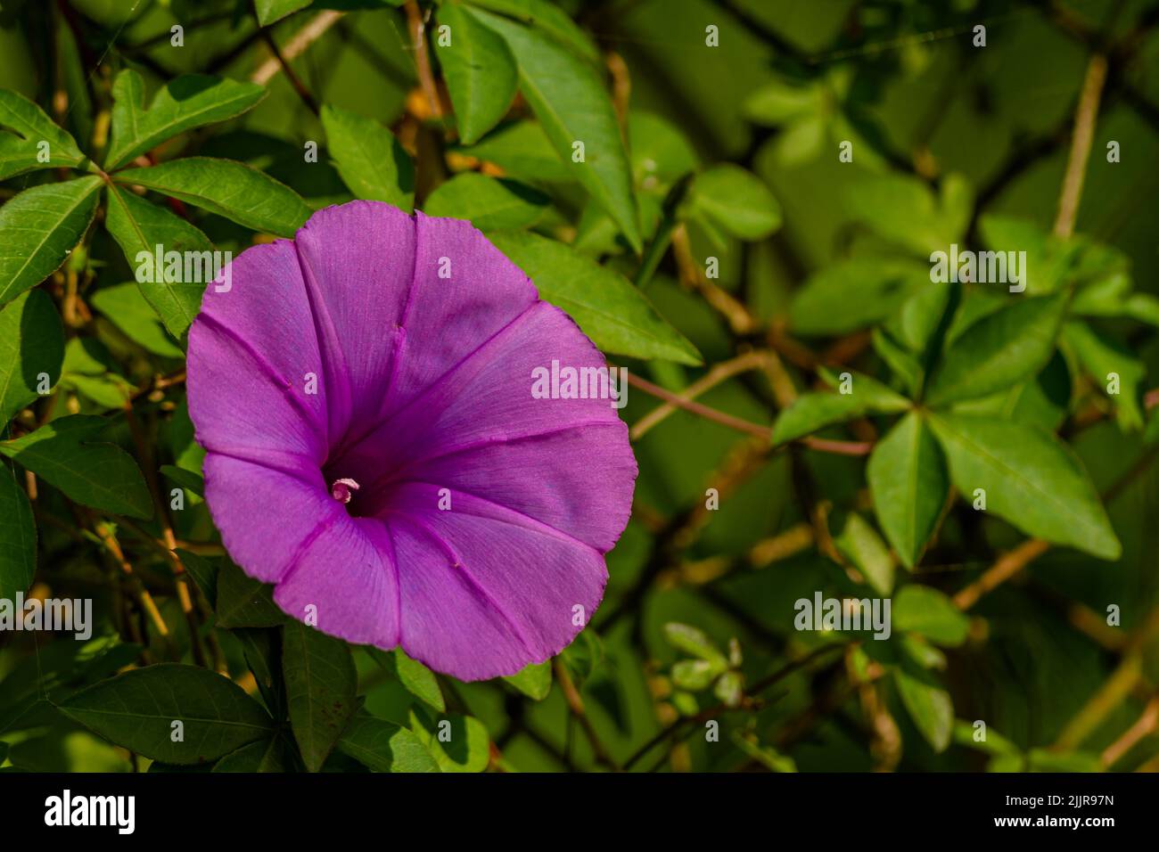 Ipomoea setifera Poir flower that is in bloom is shaped like a purple trumpet, blurred green foliage background Stock Photo