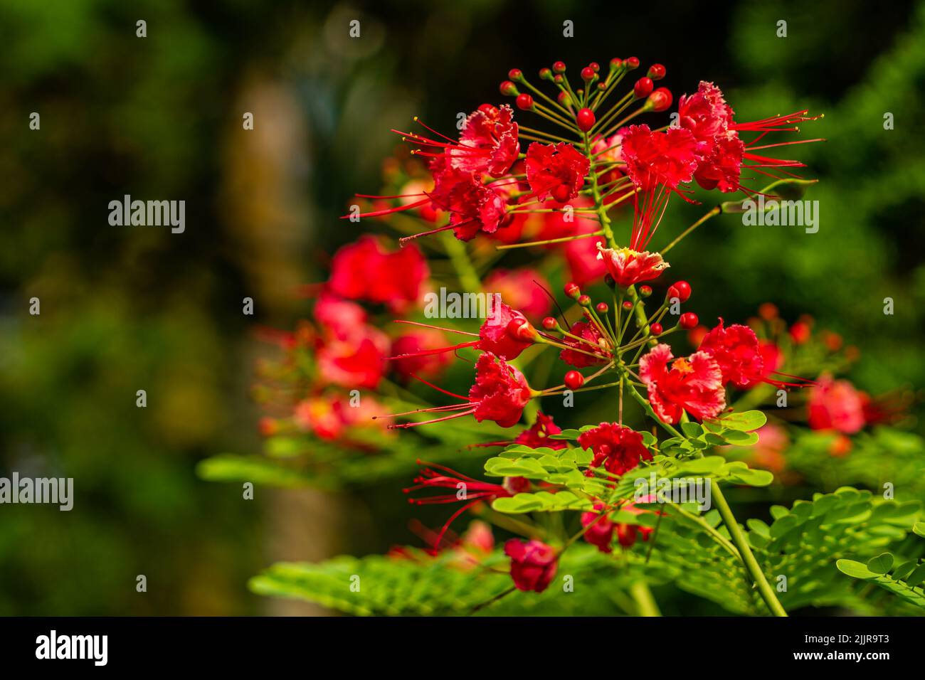 Pride of barbados plant blooming in red, blurred green foliage background Stock Photo Alamy
