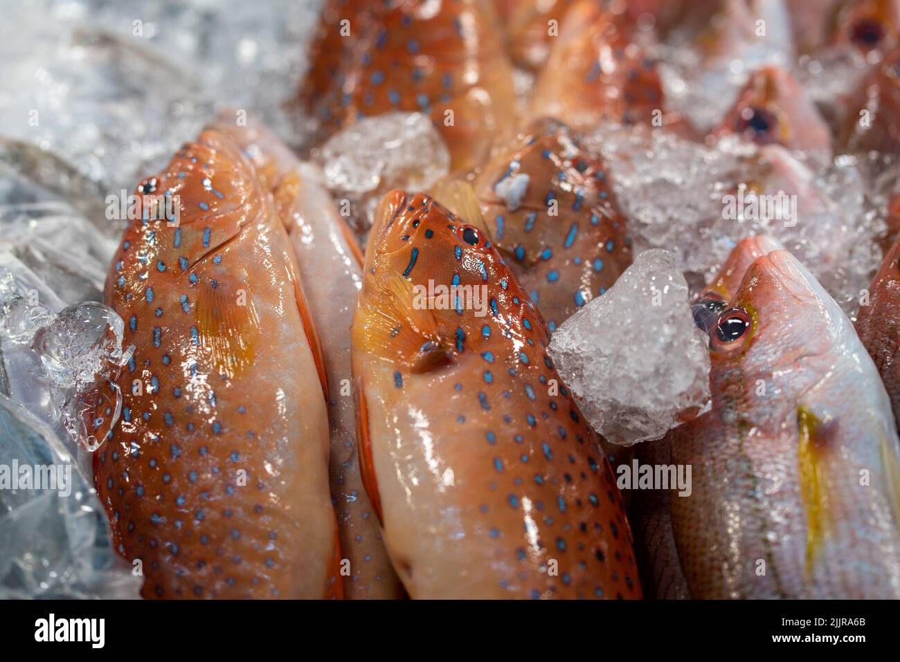 A closeup of the frozen fish for sale at the Kovan wet market, Kovan, Singapore Stock Photo