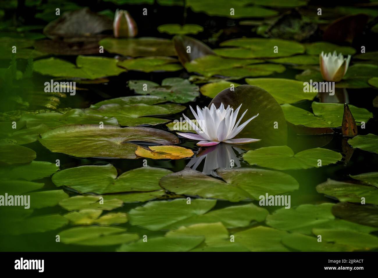A beautiful white water lily flower floating in the pond Stock Photo