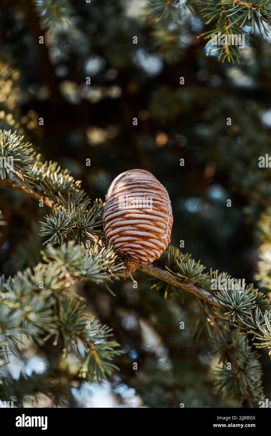 A vertical closeup shot of a Cedrus deodara on a tree in a forest Stock Photo