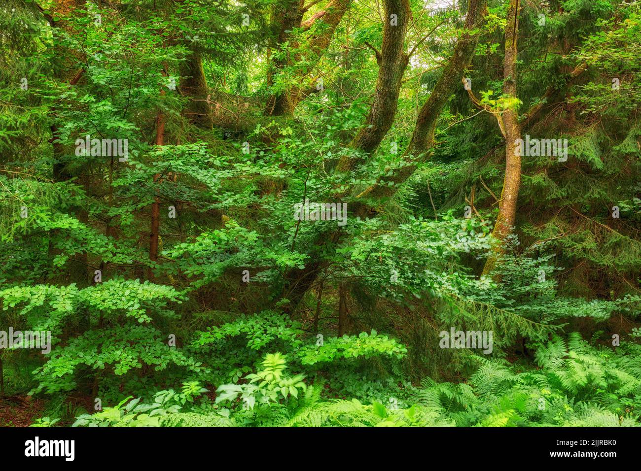 Green, lush and tropical forest with trees, plants and shrubs for a nature background. Landscape of wilderness, environment and ecosystem outdoors Stock Photo