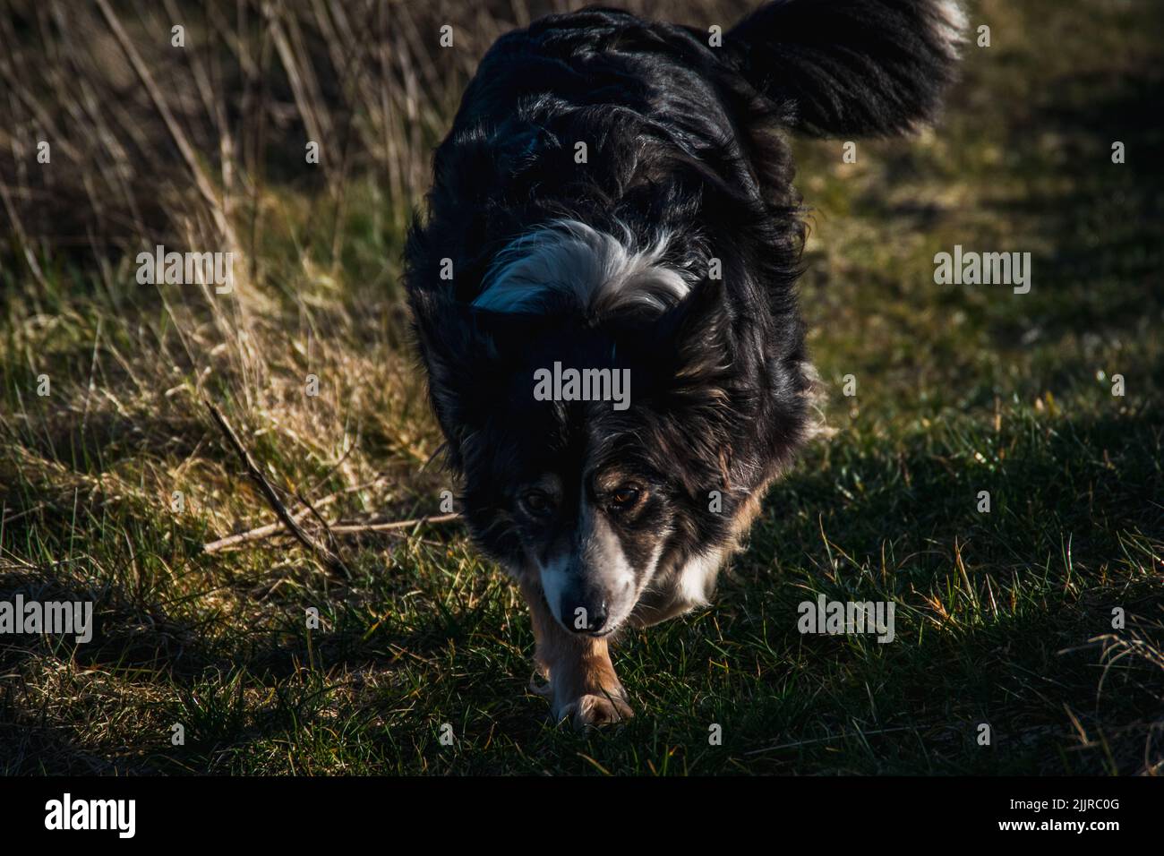 A black Border Collie running in a field on the green grass under the evening rays of sun. Stock Photo