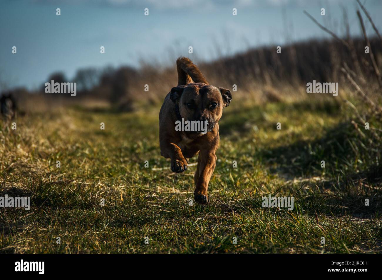 A close-up of a cute Staffordshire bull terrier running across a field under the evening rays of the sun Stock Photo
