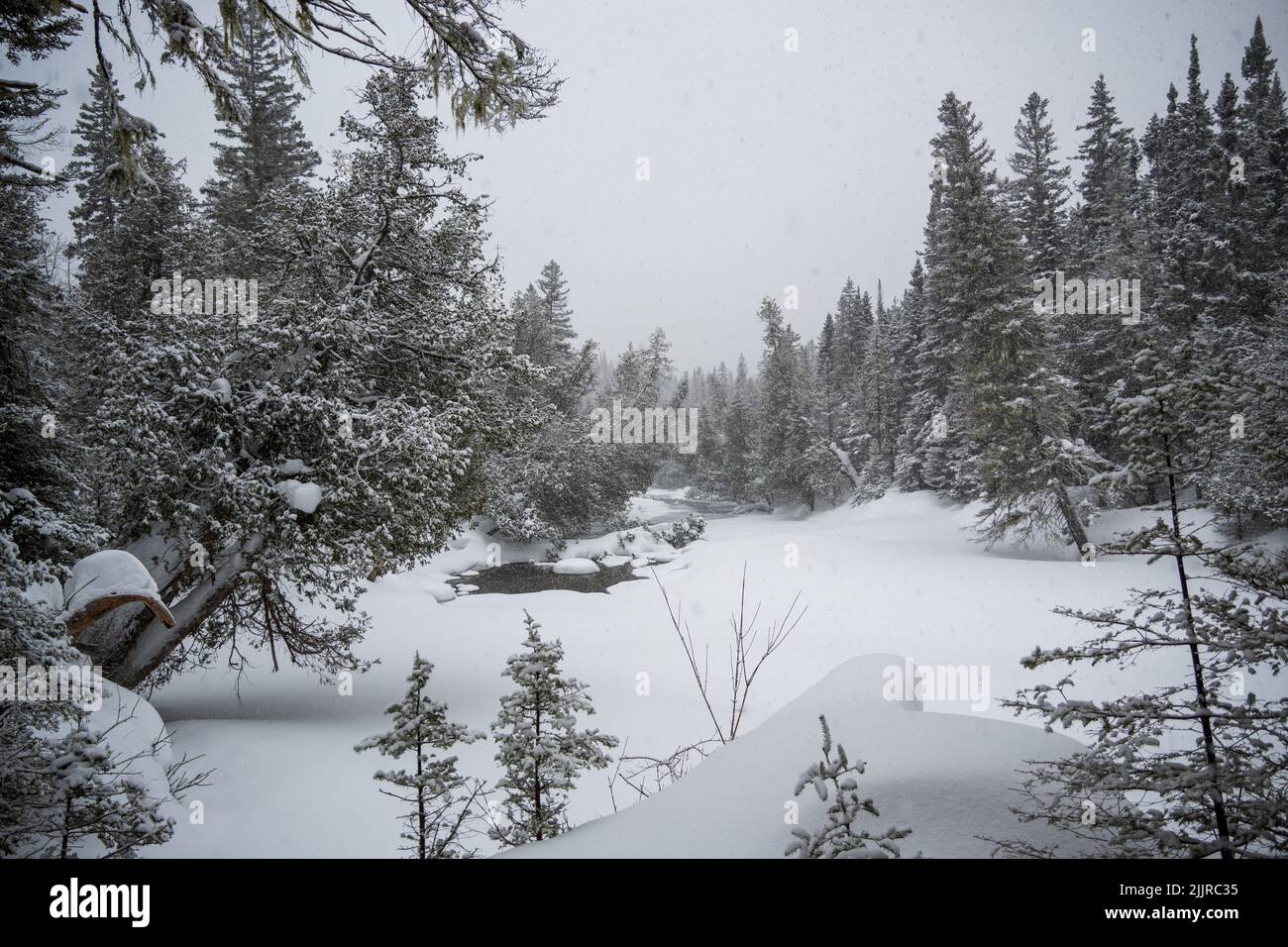 Beautiful black and white background of a snowy landscape with trees ...