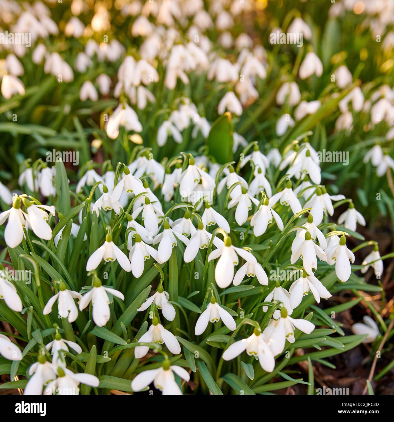 Beautiful, pretty and green flowers growing in their natural habitat in a dense forest. Galanthus woronowii or woronows snowdrop plant species Stock Photo