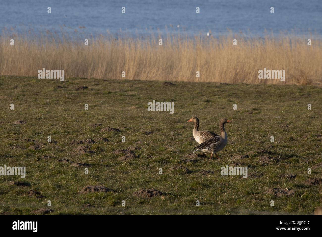 The two greylag geese are standing on green meadow against the background of blue lake Stock Photo