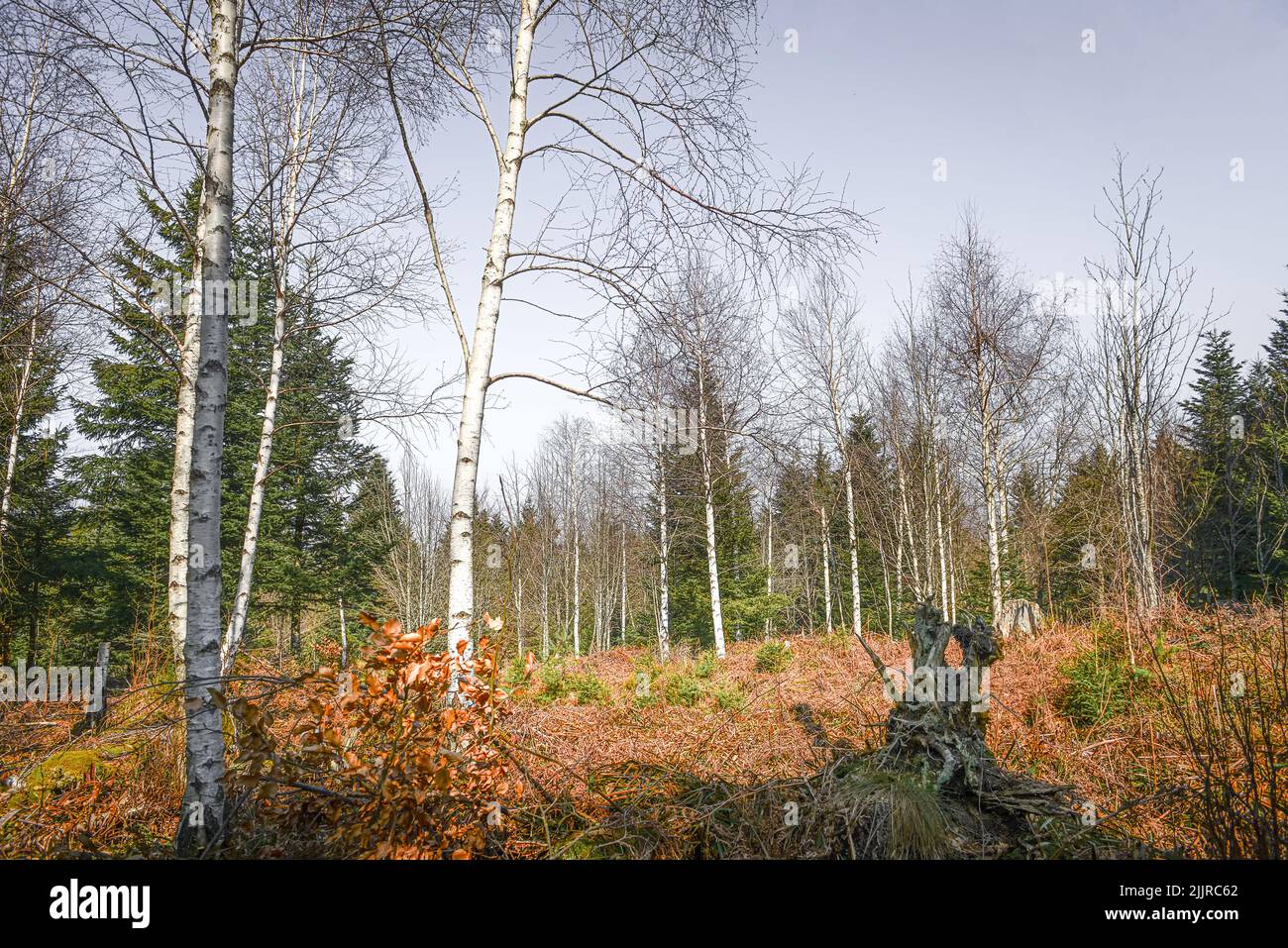 A natural landscape of a forest with trees of different types and dry grass Stock Photo Alamy