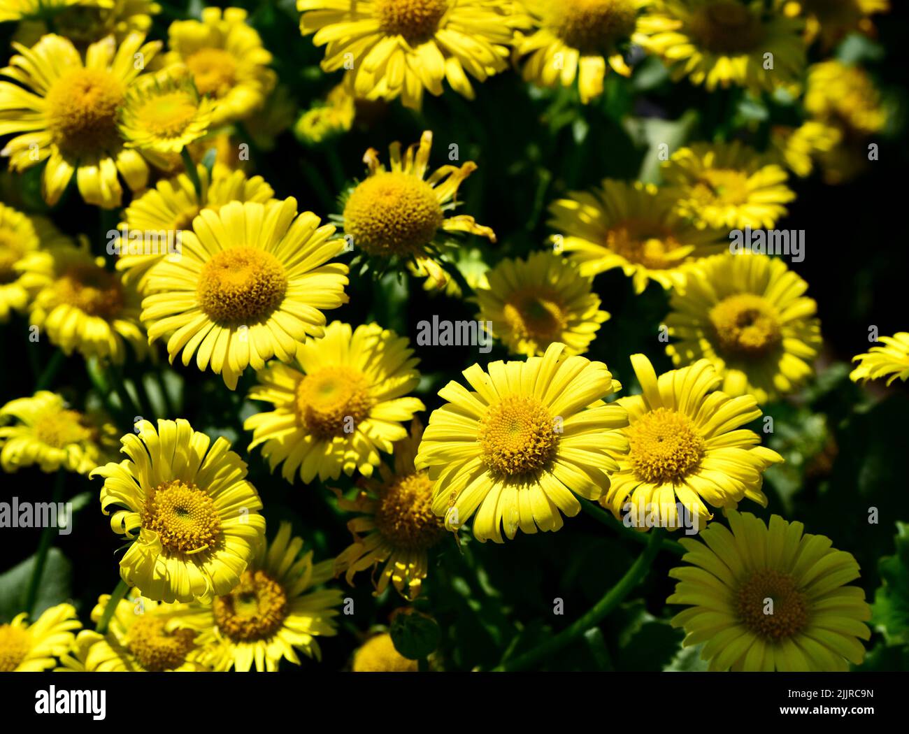 A closeup shot of Doronicum orientale flowers Stock Photo