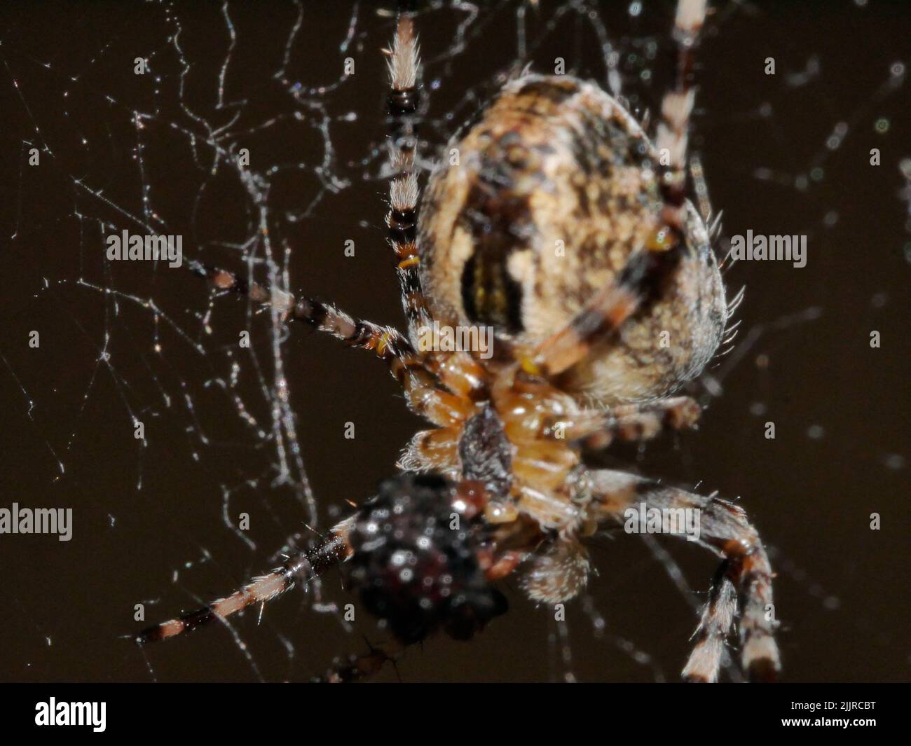 A macro shot of a European garden spider in its web Stock Photo - Alamy