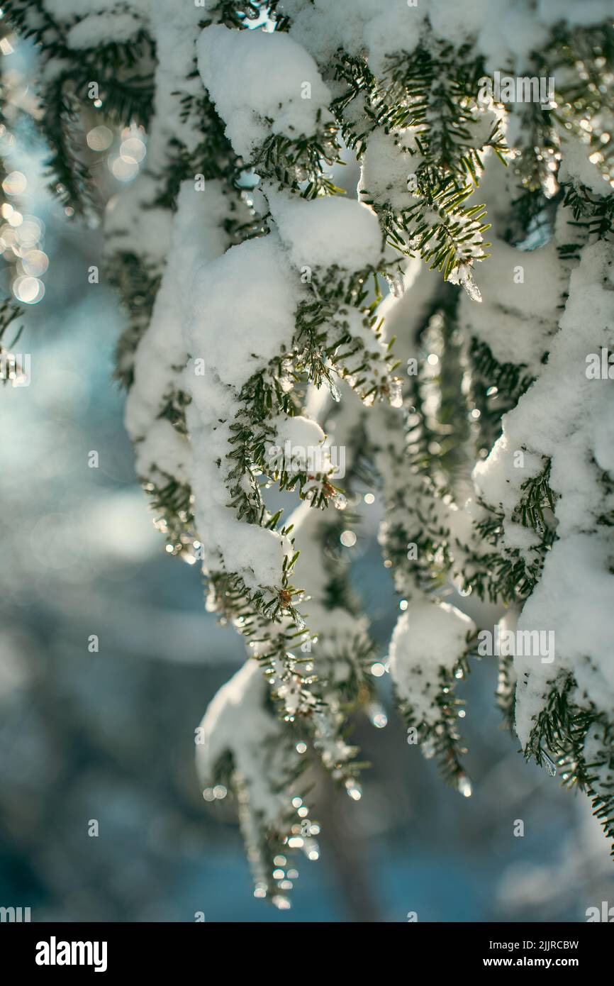 Conifer tree evergreen snow hi-res stock photography and images - Alamy