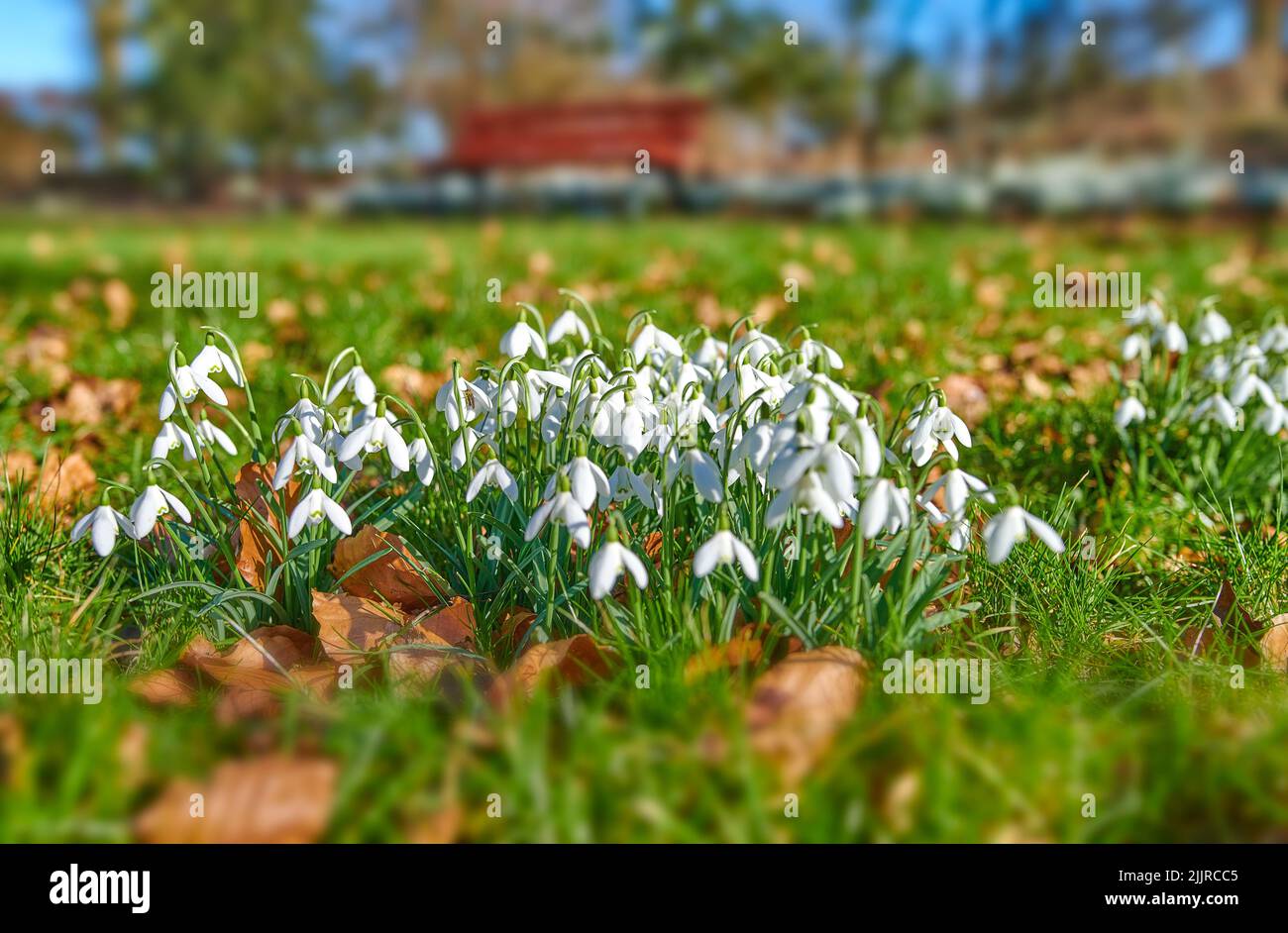 Pretty white spring flowers growing on grass or ground at an outdoor park. Closeup landscape of many common snowdrop flowering plants grow in a green Stock Photo