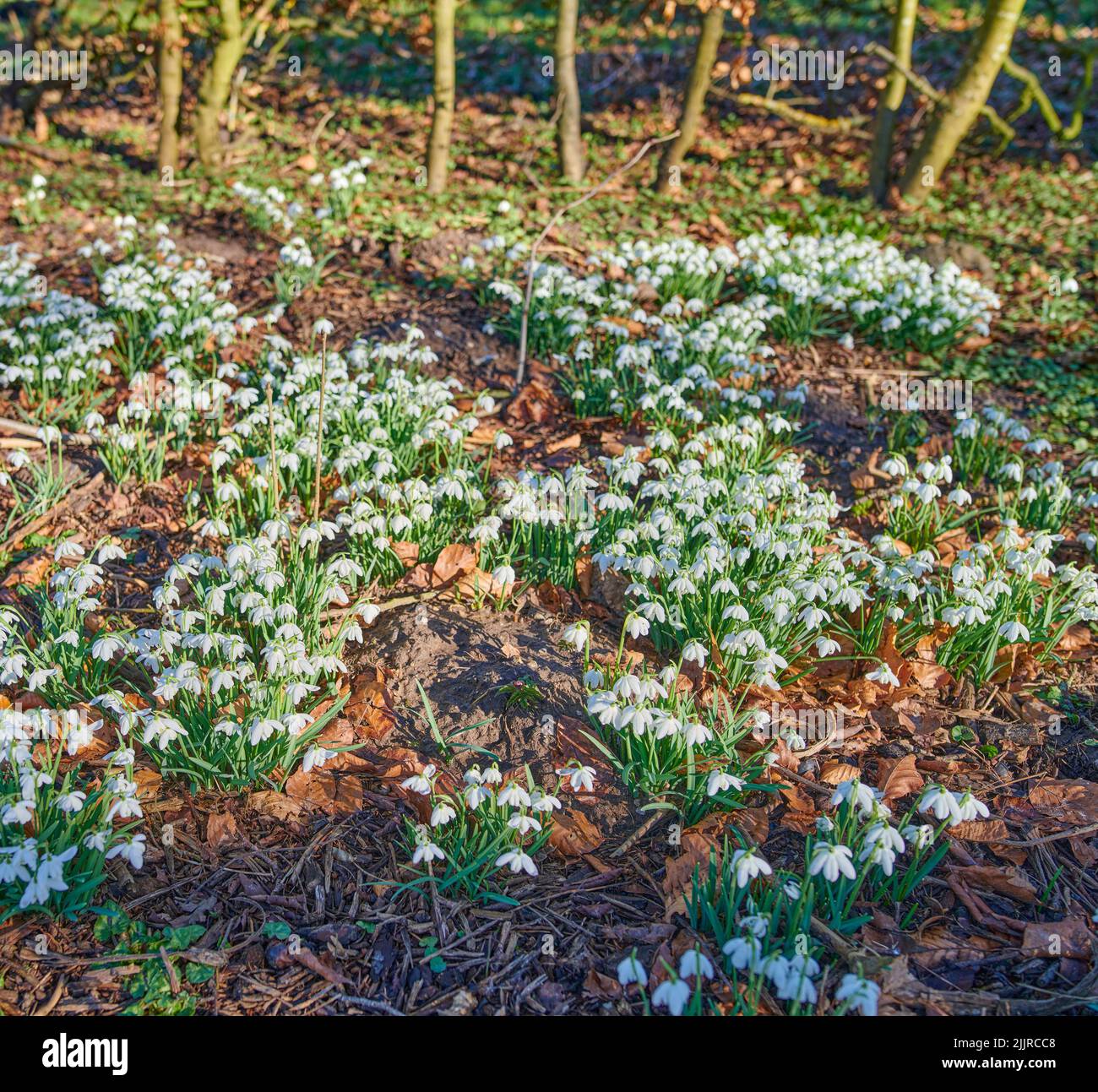 White wild flowers hi-res stock photography and images - Alamy