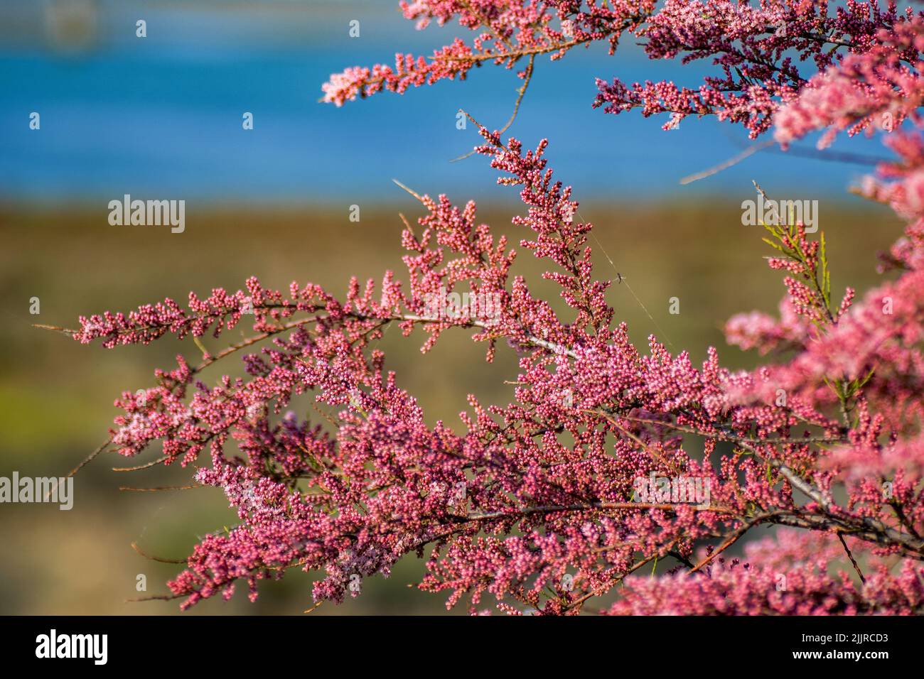 A shallow focus shot of Four-stamen Tamarisk tree in the garden Stock Photo