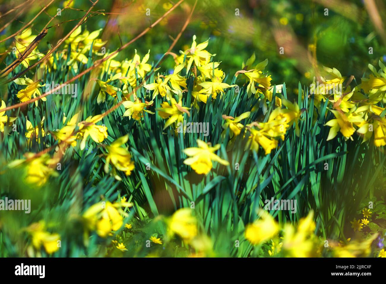 Beautiful, yellow and green flowers in garden blooming outside in nature during summer. Daffodil blossom in natural botanical environment. Gorgeous Stock Photo