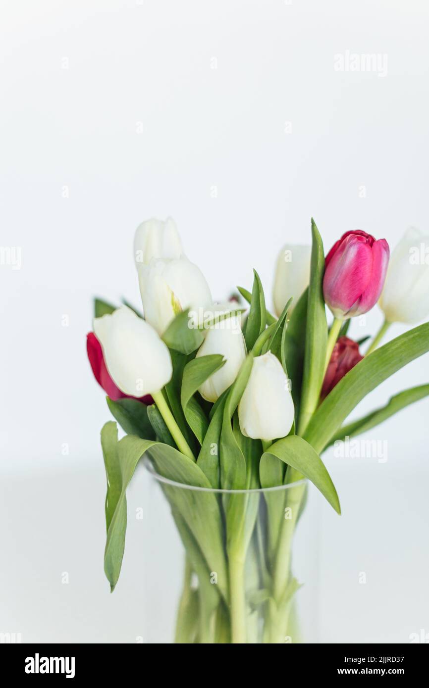 A vertical of pink and white tulips in a glass vase on blurred white ...