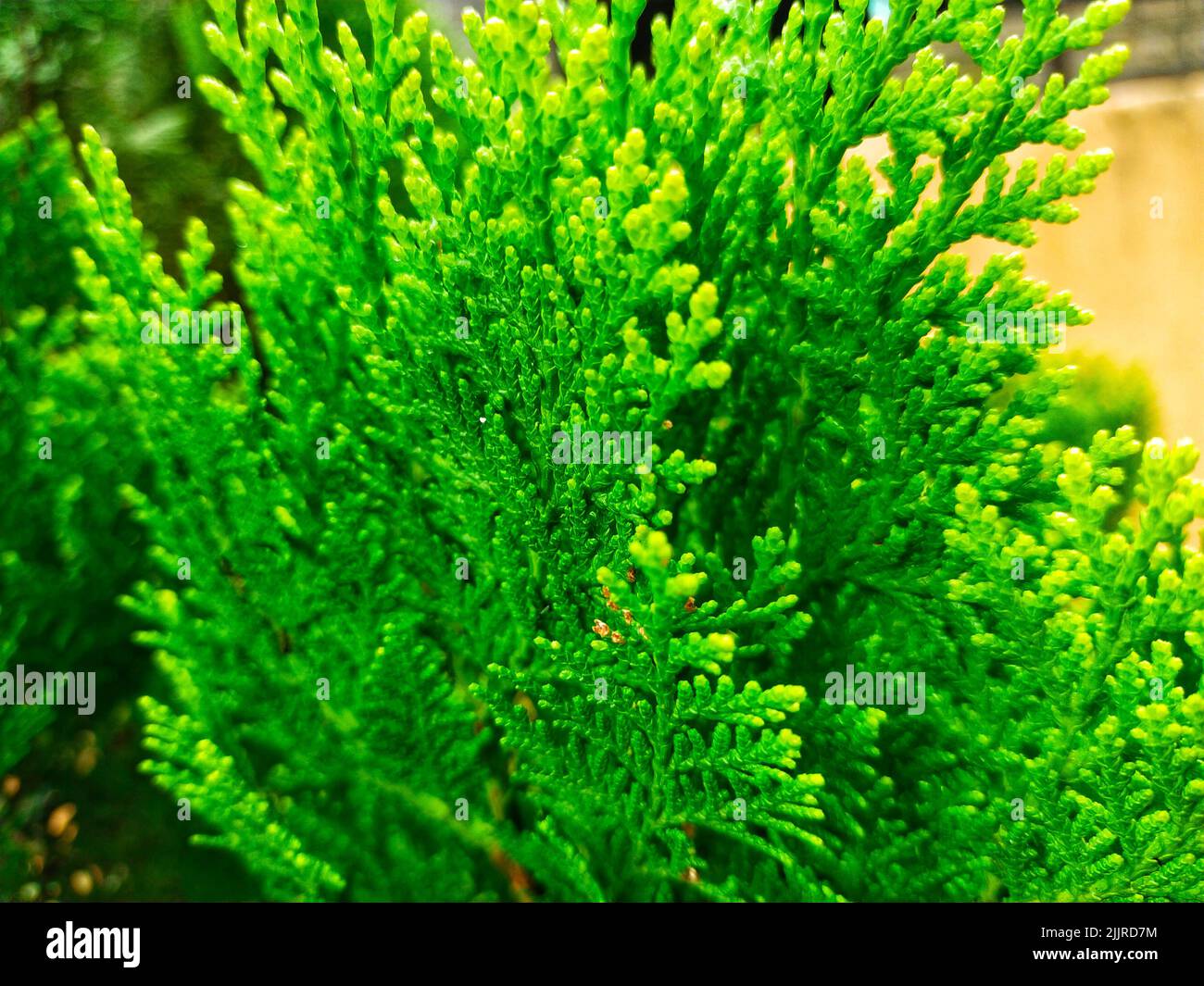 The leaves of the Thuja plant species Stock Photo