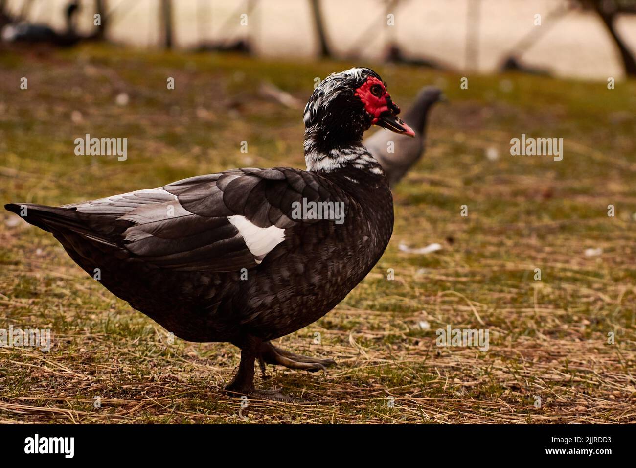 A closeup shot of a black Muscovy duck Stock Photo