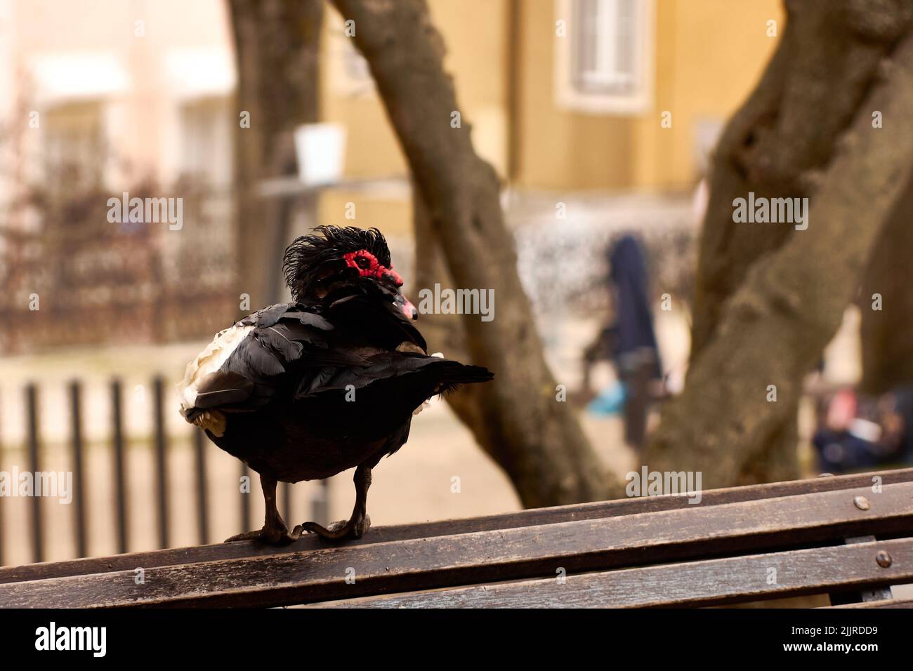 A closeup shot of a black Muscovy duck Stock Photo