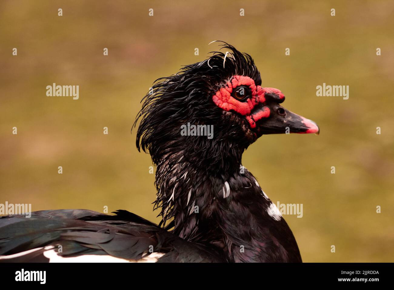 A closeup shot of a black Muscovy duck Stock Photo