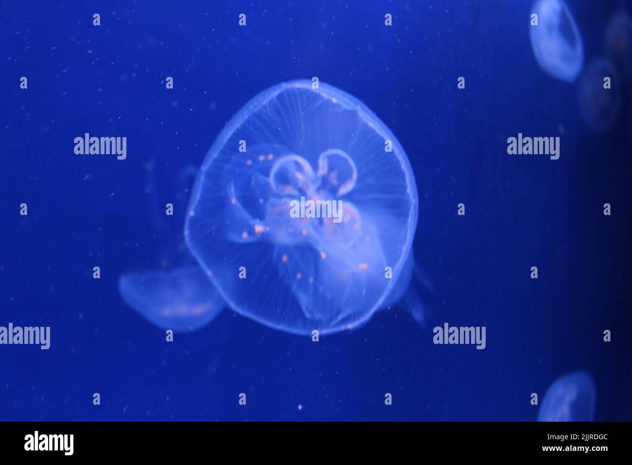 A closeup of jellyfish in the deep blue ocean Stock Photo - Alamy