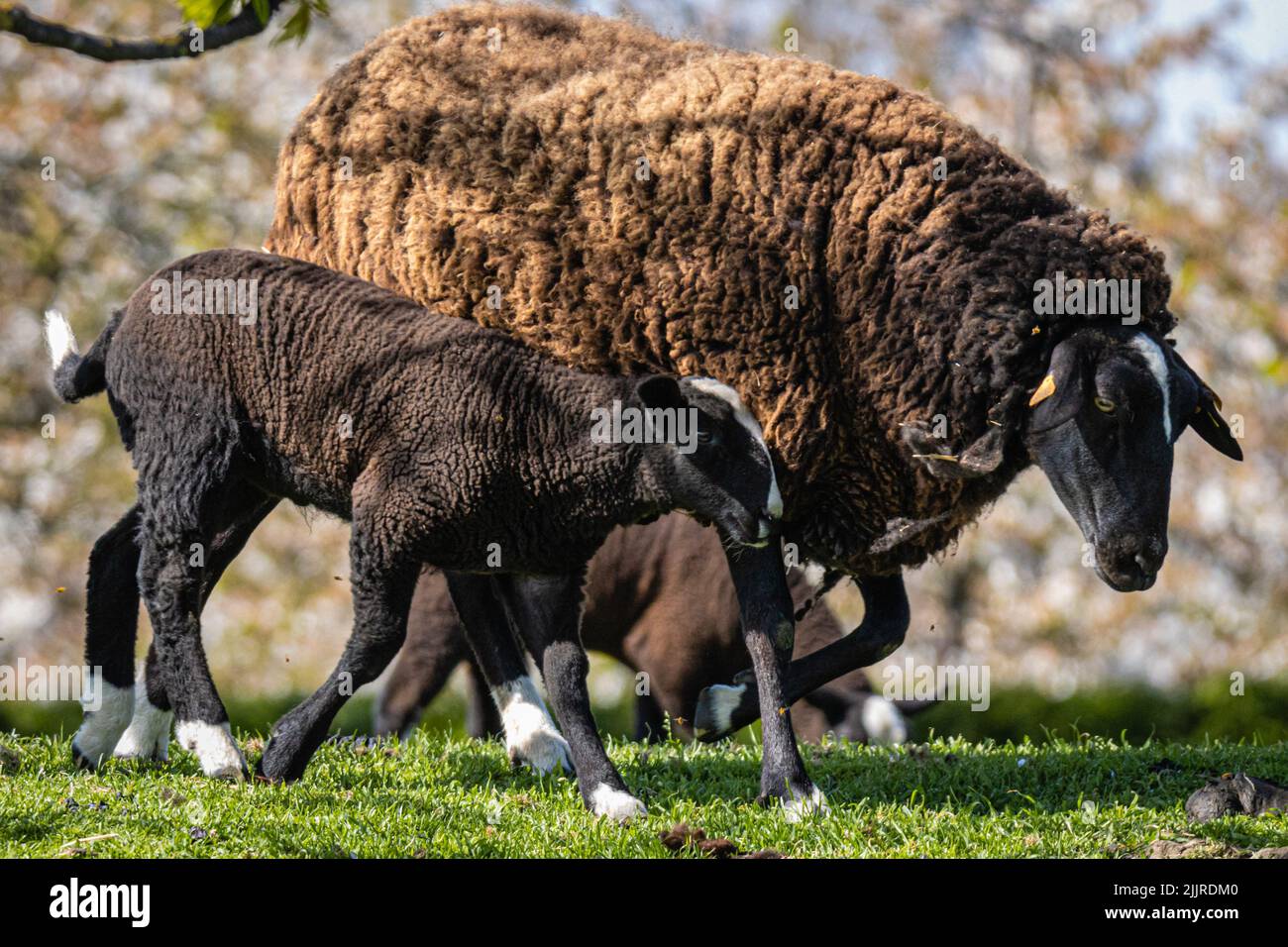 A Suffolk sheep and a black small lamb on a green grass Stock Photo
