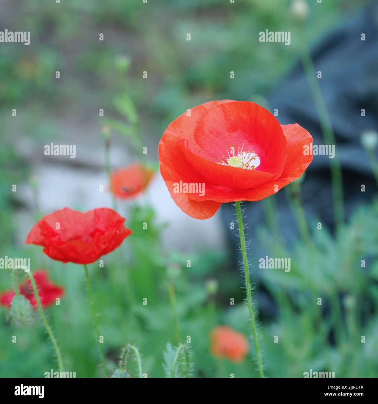 Opium poppy flower bed hi-res stock photography and images - Alamy