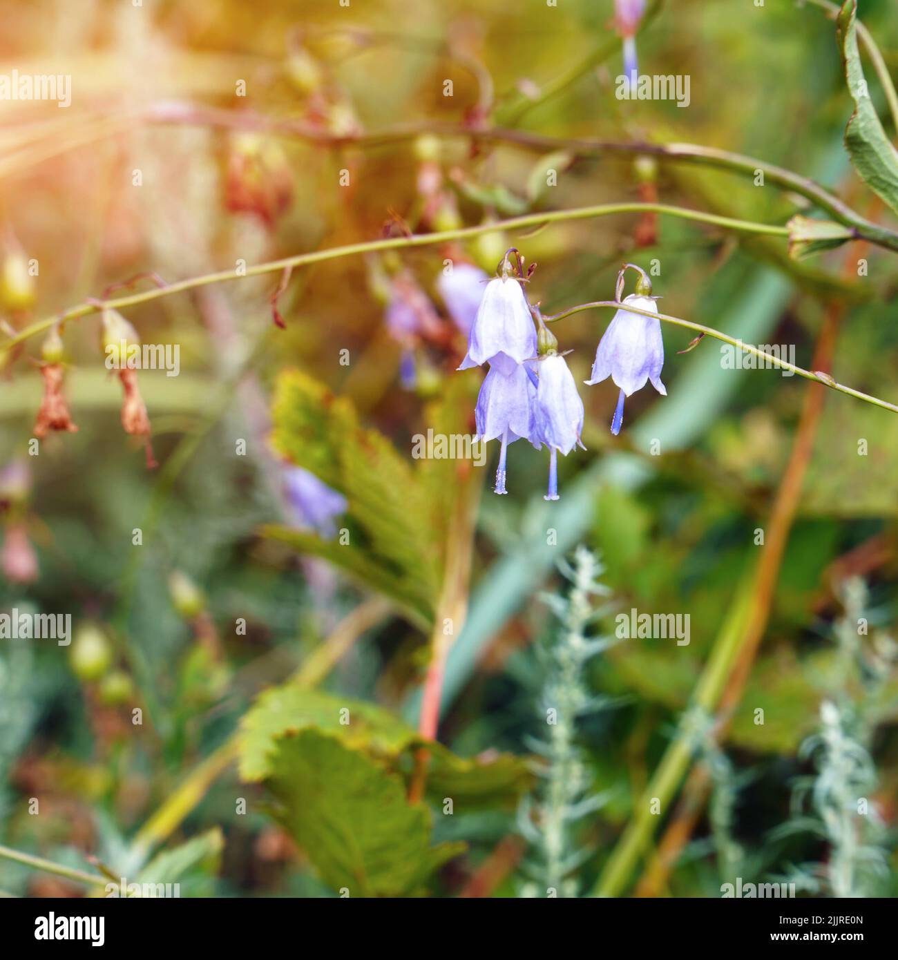 Blue flowers of the forest ladybells on a natural background. Adenophora liliifolia Stock Photo