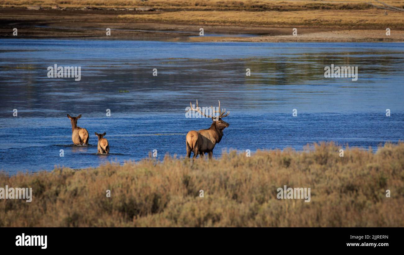 A distant view of elks crossing the Yellowstone River in Yellowstone ...