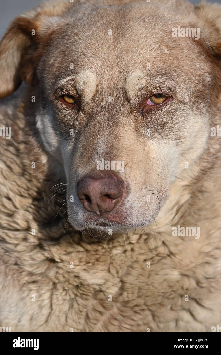 A portrait of a brown stray dog on a sunny day Stock Photo