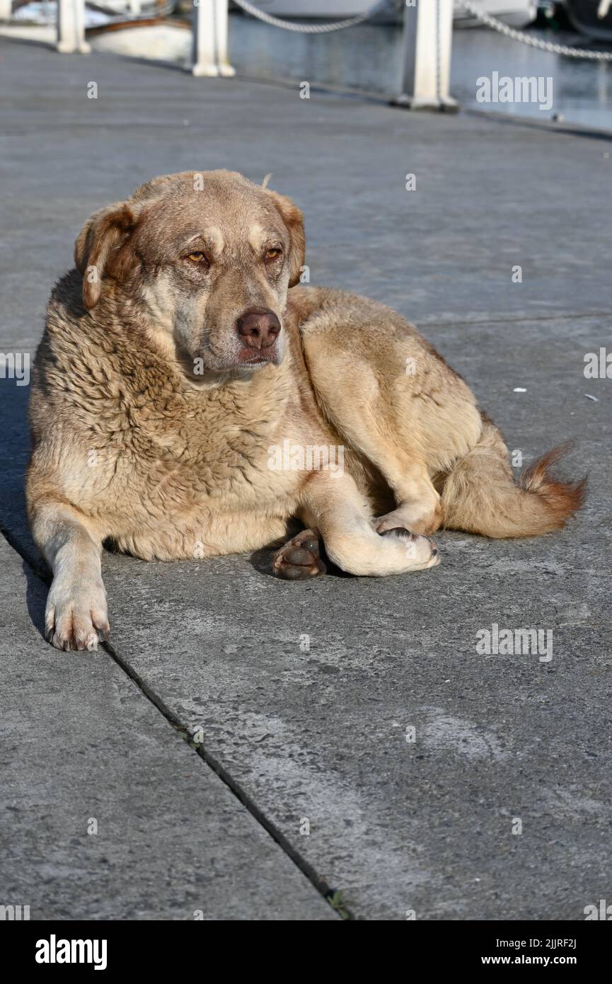 A brown stray dog relaxing on the asphalt by the water Stock Photo