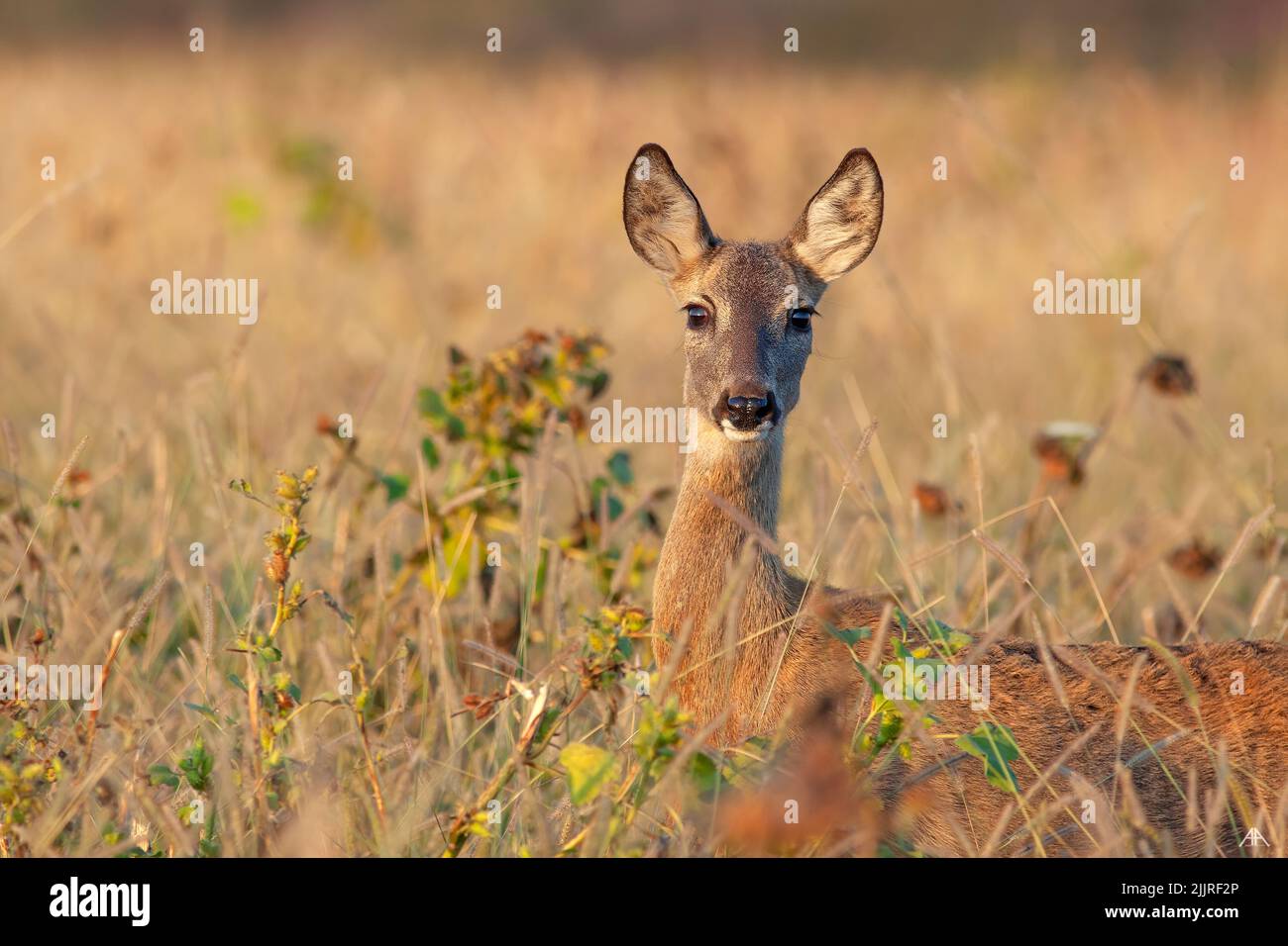 A beautiful view of a deer in a field Stock Photo