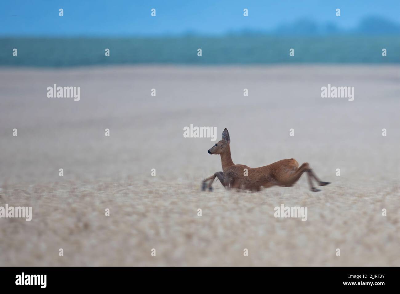 A beautiful view of a deer running in a field Stock Photo