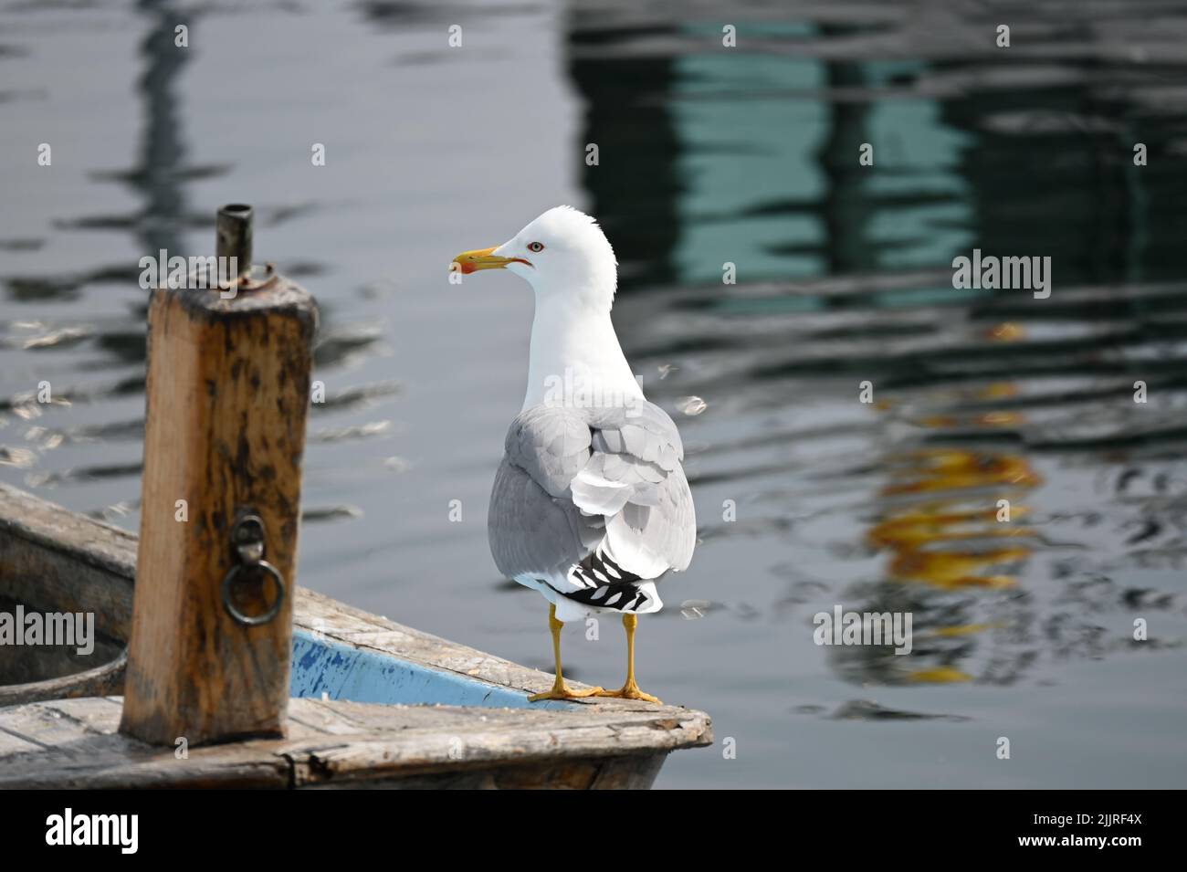 A close-up shot of a seagull on a wooden surface with a water background Stock Photo