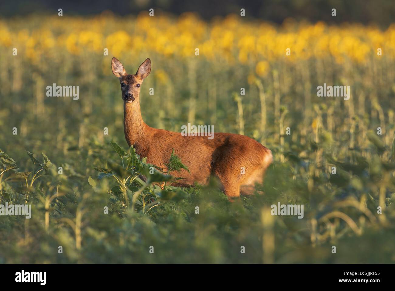 A beautiful view of a deer in a field Stock Photo