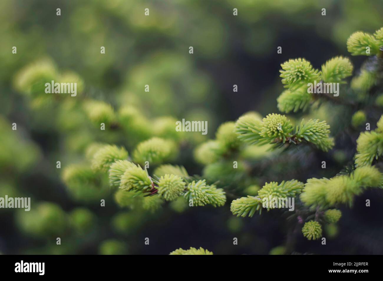 A closeup shot of Picea jezoensis hondoensis in a forest during the day Stock Photo