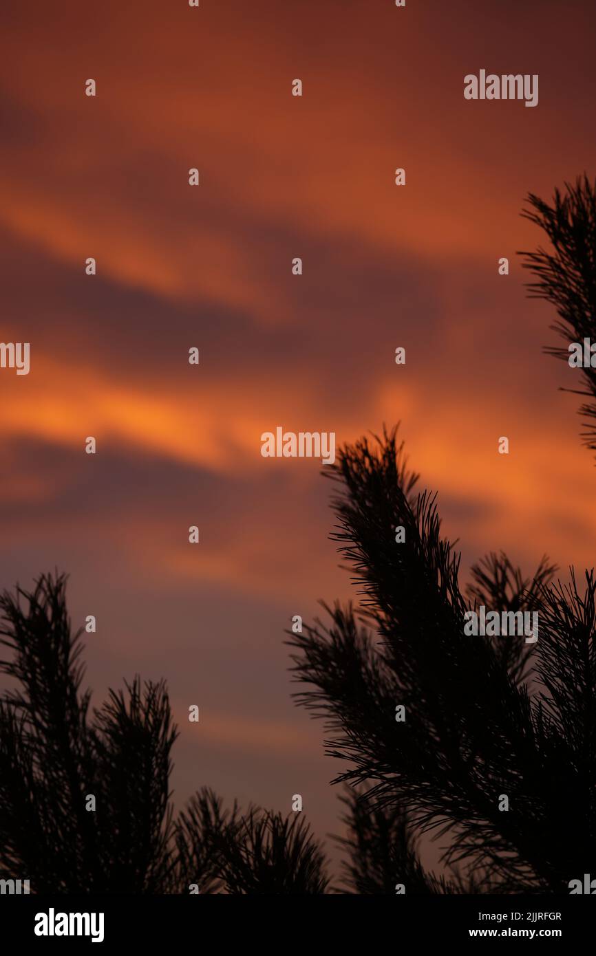 A vertical shot of conifer branches silhouettes with a cloudy sunset sky in the background Stock Photo