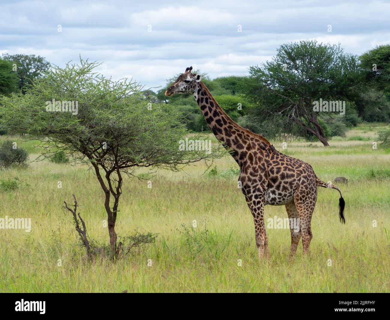 An adult giraffe eating leaves from a tree top on a green meadow in Serengeti National Park, Tanzania Stock Photo