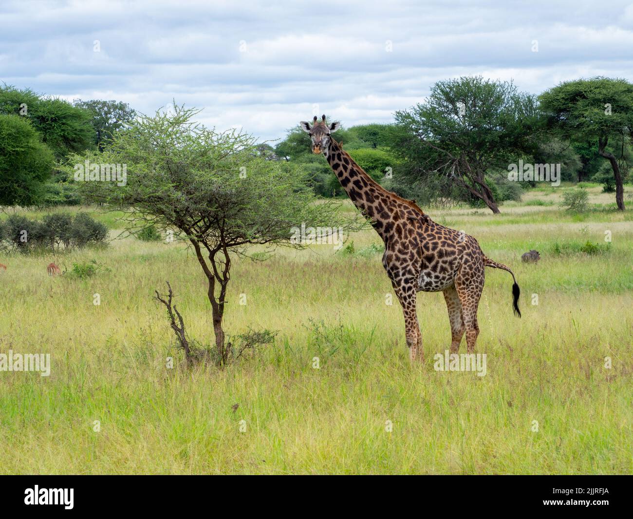 Serengeti park reserve hi-res stock photography and images - Alamy