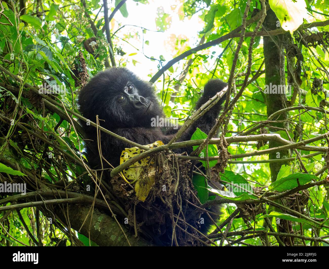 A young gorilla on a tree in Virunga National Park, in the Albertine ...