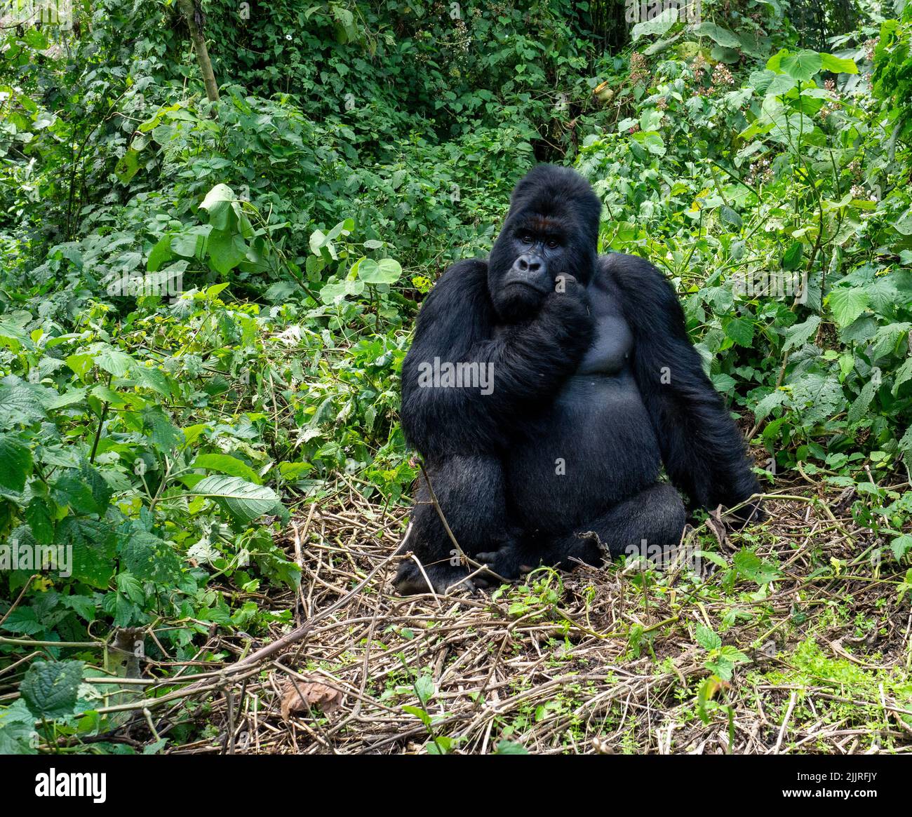 An adult gorilla in Virunga National Park, in the Albertine Rift Valley