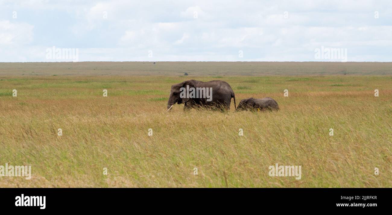 An adult African elephant with a calf on a meadow in Serengeti National Park, Tanzania Stock Photo