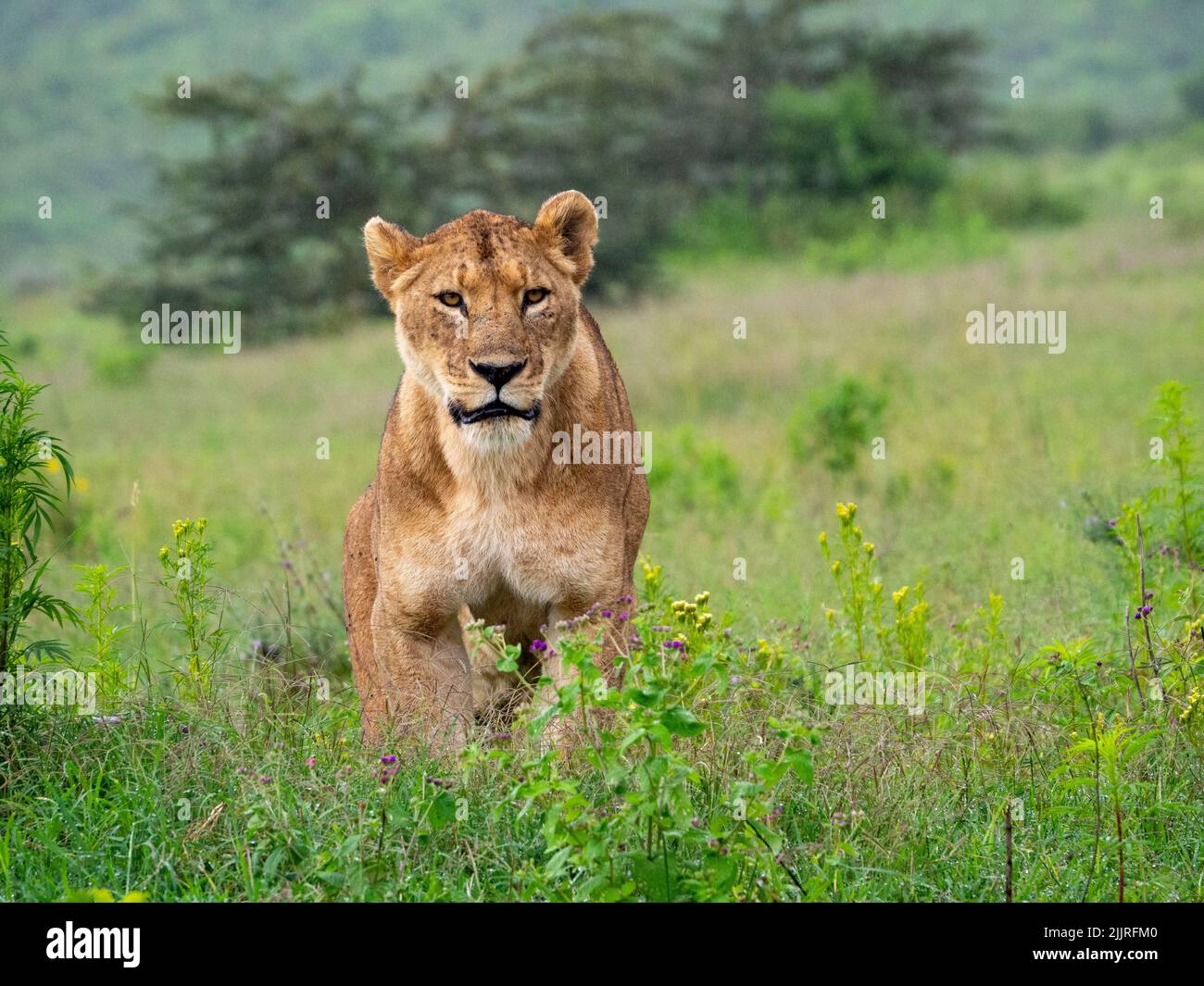 A lioness on a green meadow in Serengeti National Park, Tanzania Stock Photo