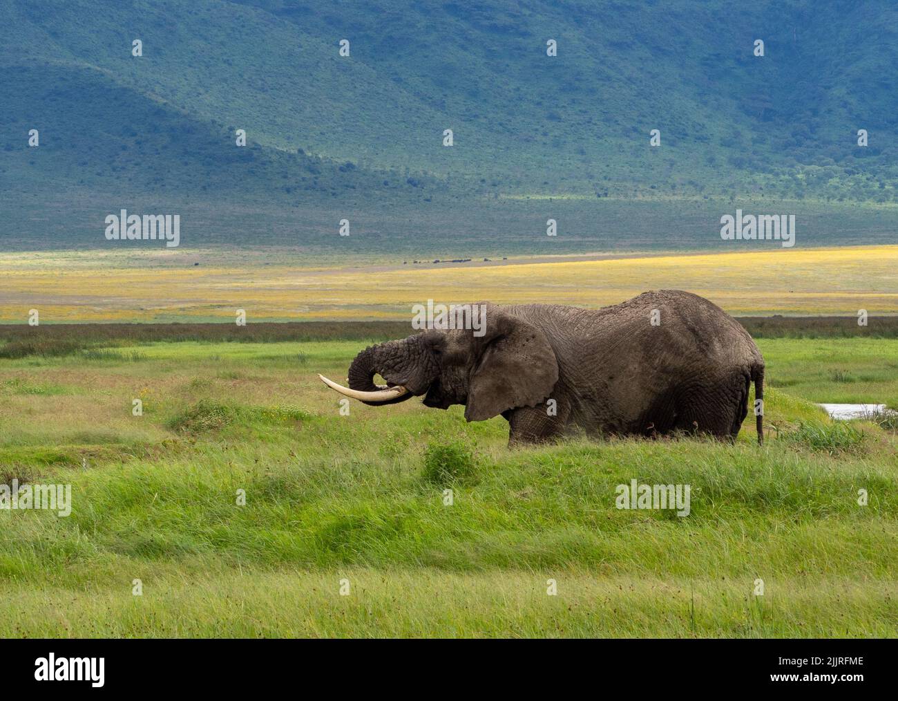 An adult African elephant drinking water on a green meadow in Serengeti National Park, Tanzania Stock Photo
