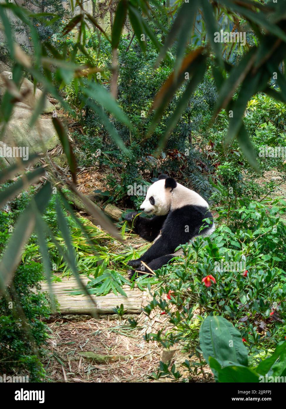 A vertical shot of a panda chewing leaves in Singapore Zoo Stock Photo